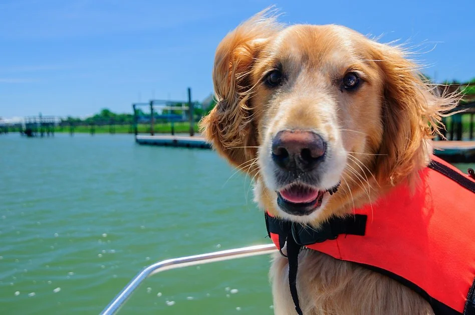 3 Things to Consider Before You Take Your Dog Boating