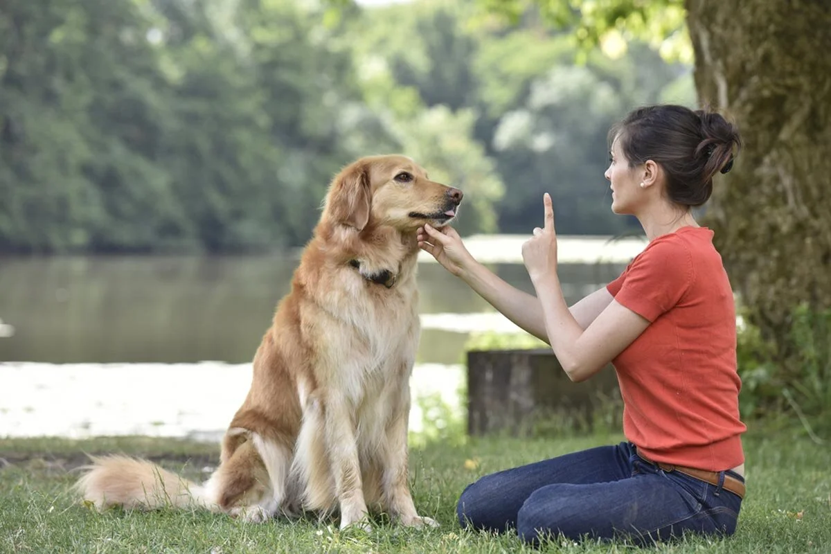 Dog Training: Obedience Training for Dogs