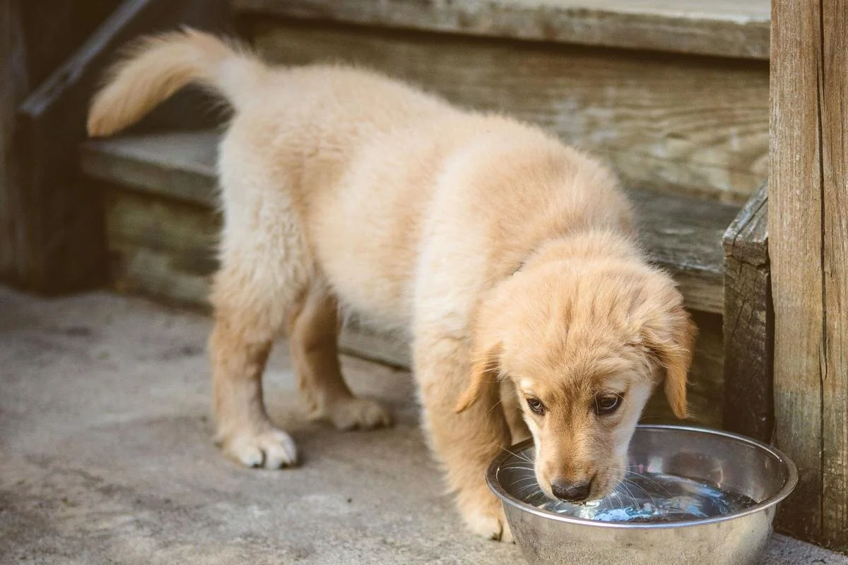 Water and Your Dog's Health