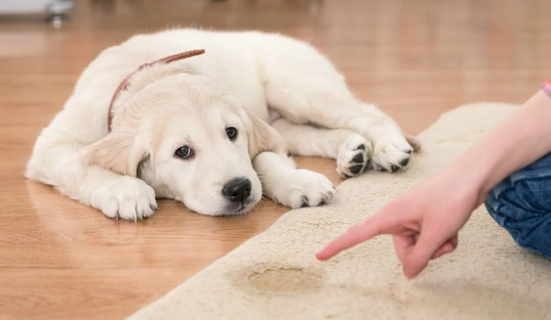 A beginner’s guide to potty training a puppy