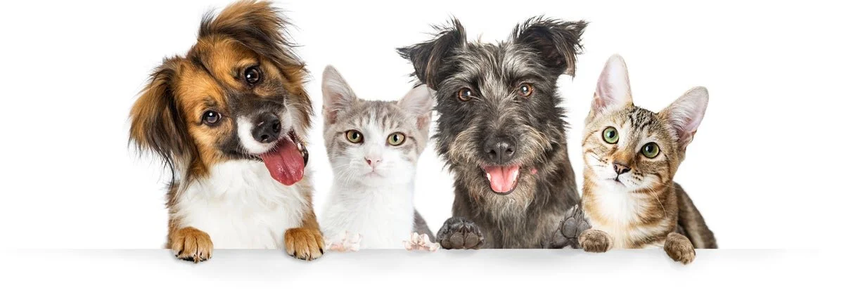 Should You Get Pet Insurance? Here's What Vets Say