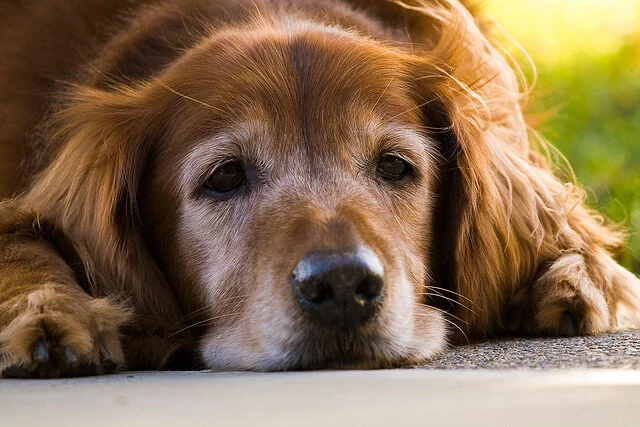 Can helping dogs live longer unlock the secrets of human aging?