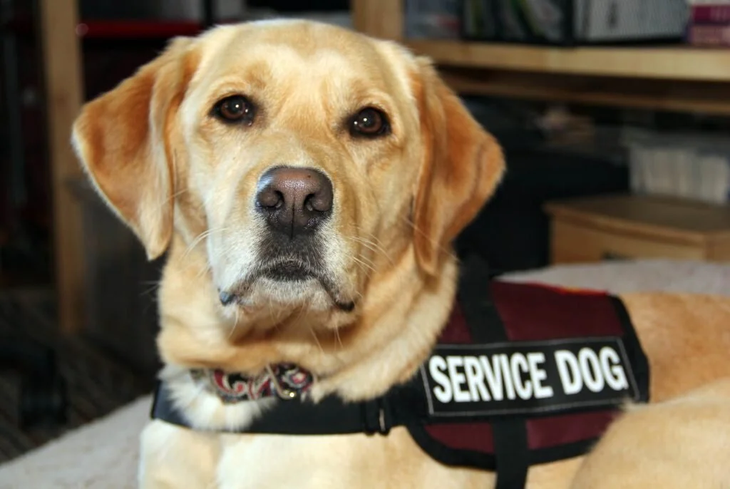 The difference between service and emotional support dog