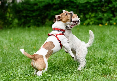 Why Do Dogs Bark at Other Dogs?