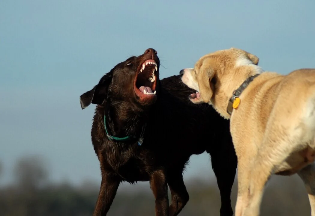 How to Figure Out Why Your Dog Is Aggressive—and What to Do About It