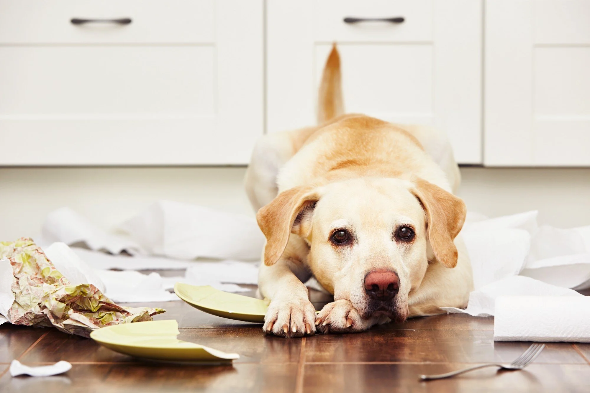 5 Dog Features To Have at Home Before You Head Back to the Office