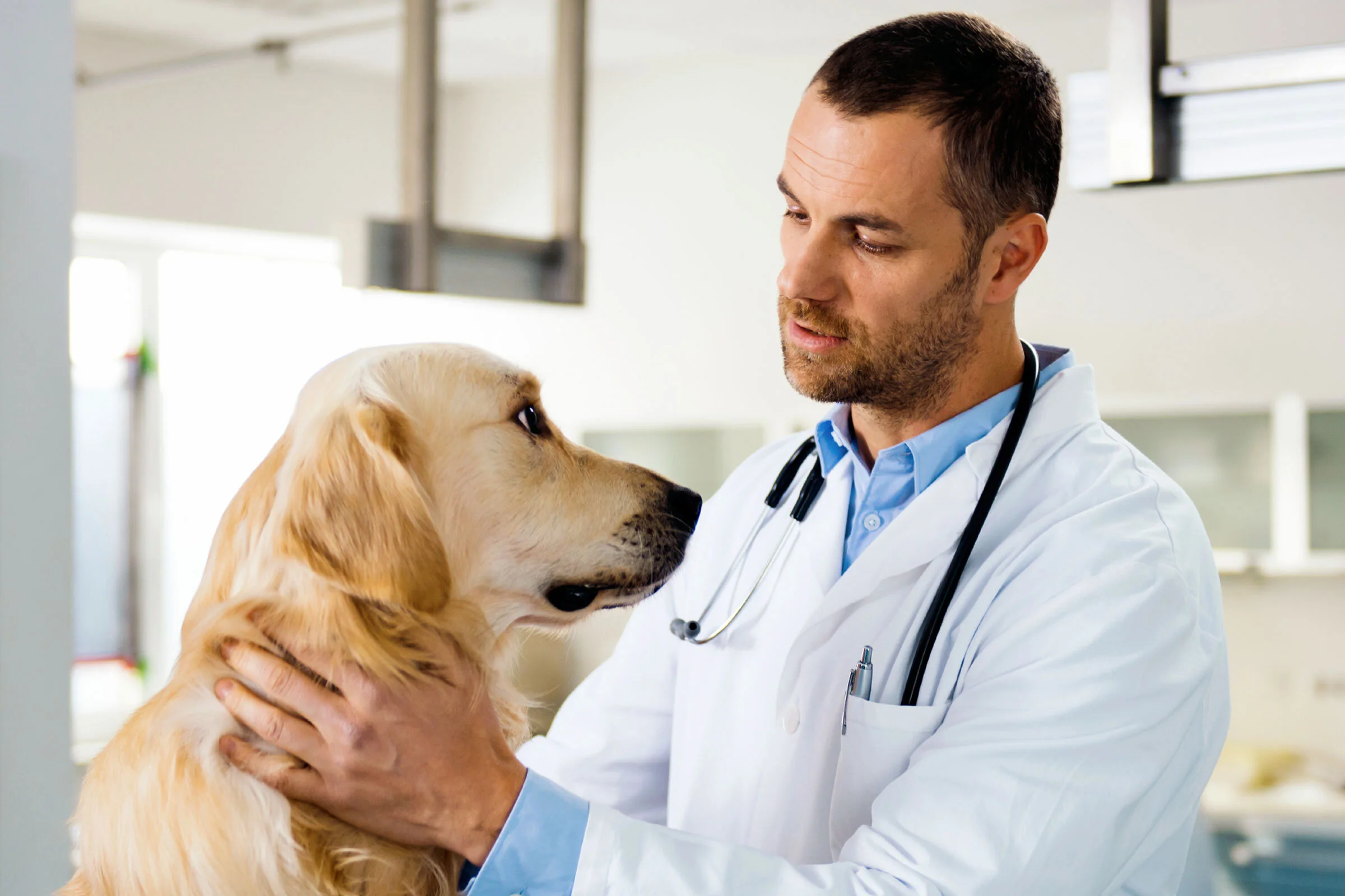 What are Reasons Our Dogs May Need a Vet Recommended Dog Food?