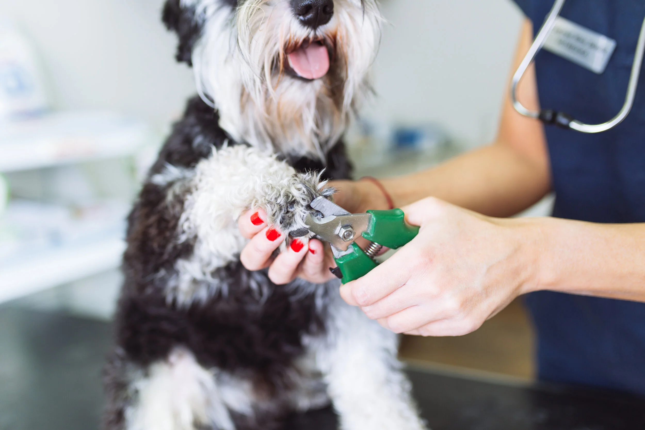 How to Trim Your Dog’s Nails