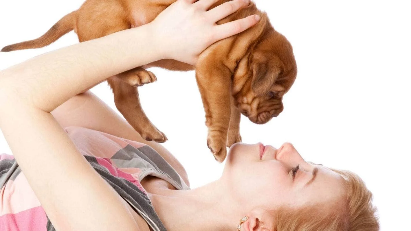 10 things you need to do when you get a puppy