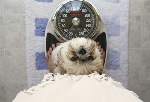 Fitness Buddies: Exercising With Your Dog