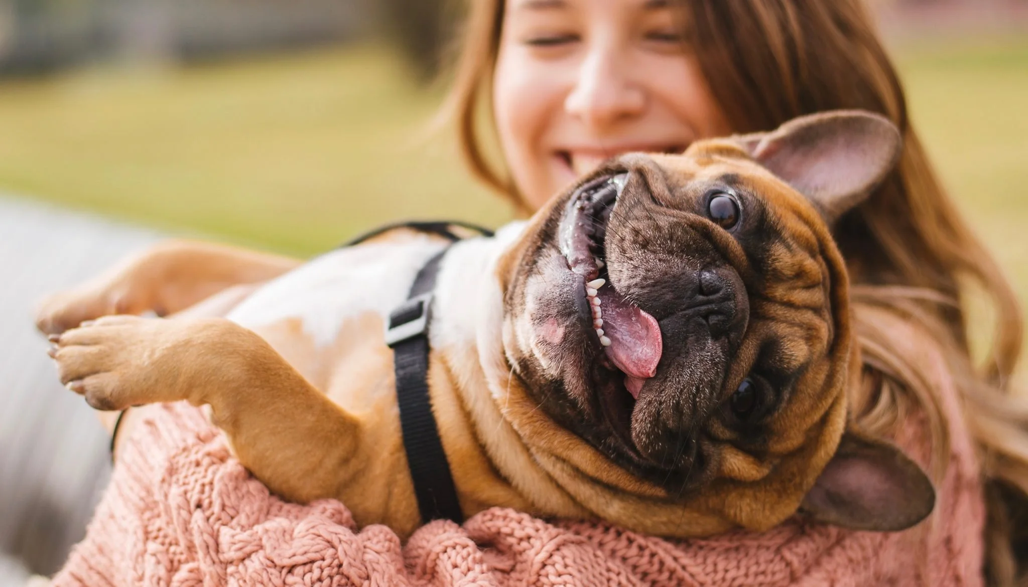 Dogs Can Exhibit Human-Like ADHD Behaviors, New Study Reveals