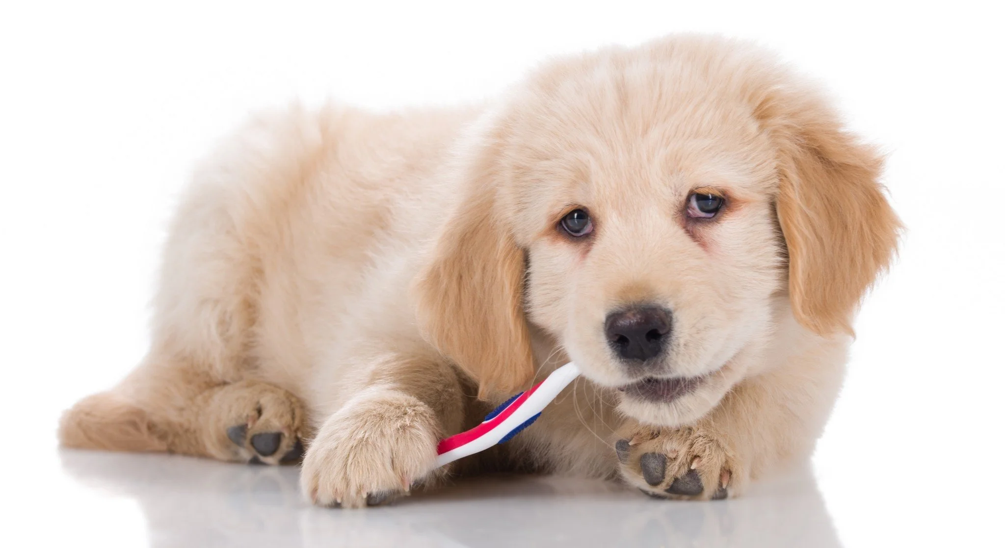 Tips for Brushing a Dog’s Teeth