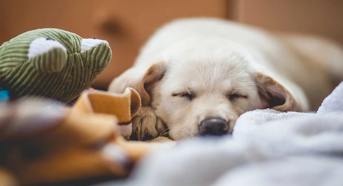35 Ingenious Ways to Calm Down Your Dog