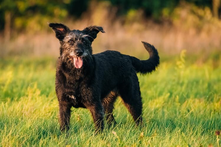 Puppy to Dog: Your Pet's Life Stages