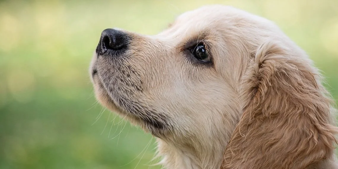 5 Dog Myths Debunked by Experts