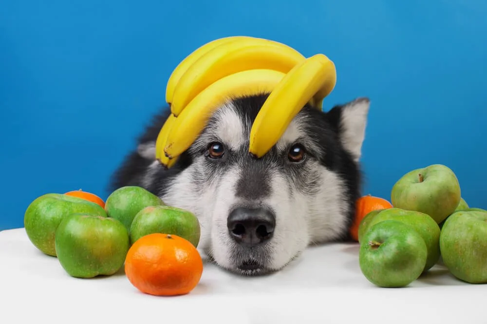 Fruits That You Can Give Your Dog