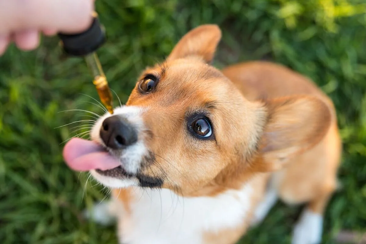CBD for Dogs: Everything You Need to Know