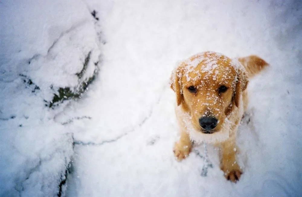 Walking dogs in the snow — 6 essential safety tips