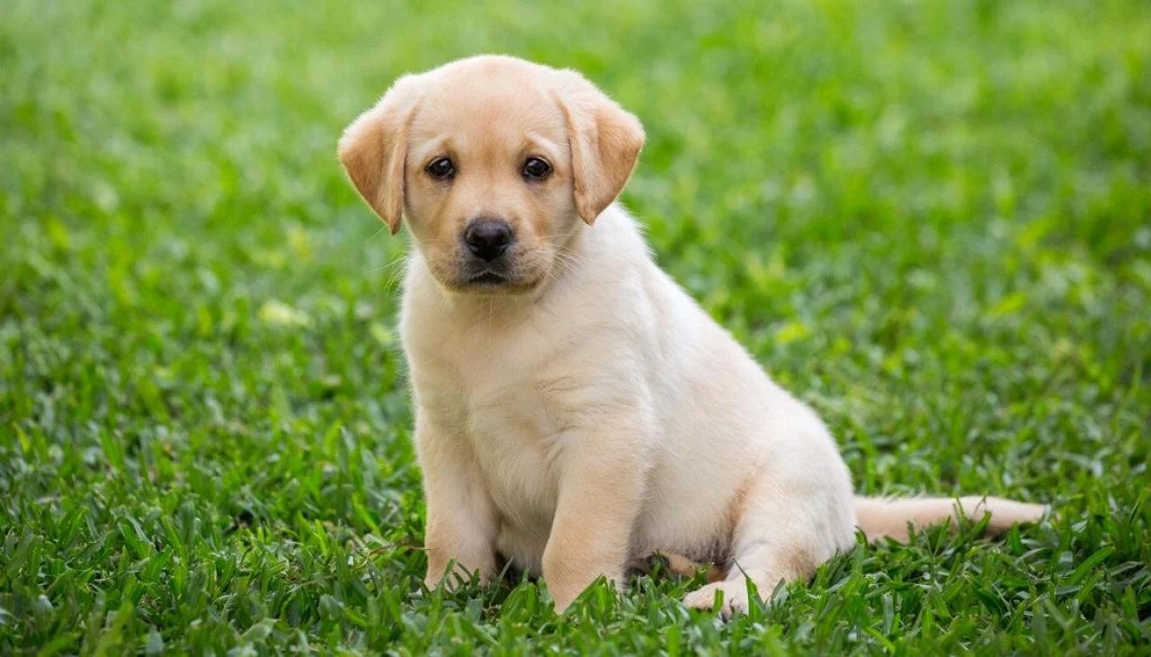 5 Important Considerations Before Adopting a Puppy or Adult Dog