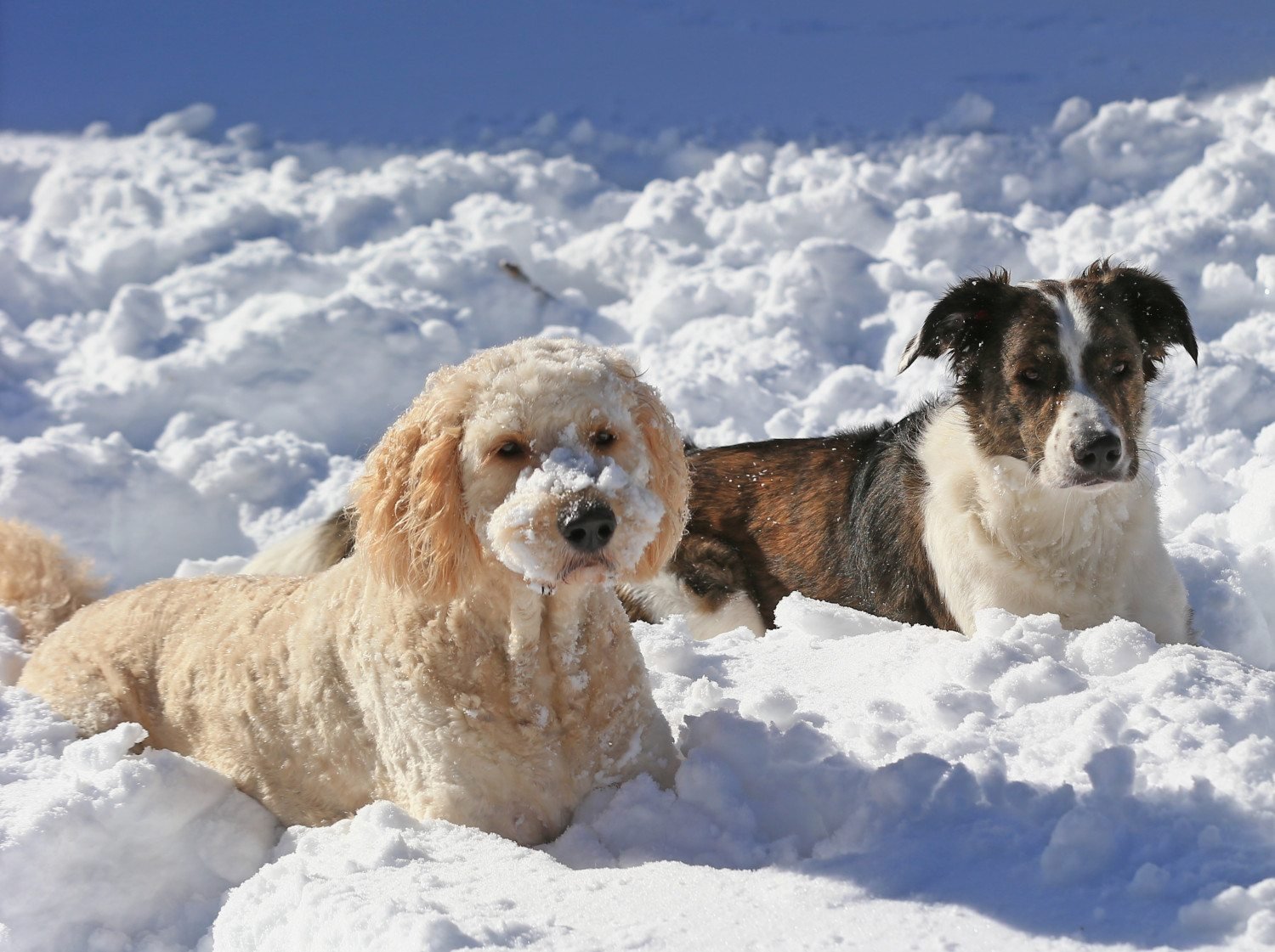 Ways to keep your pets safe during the winter months