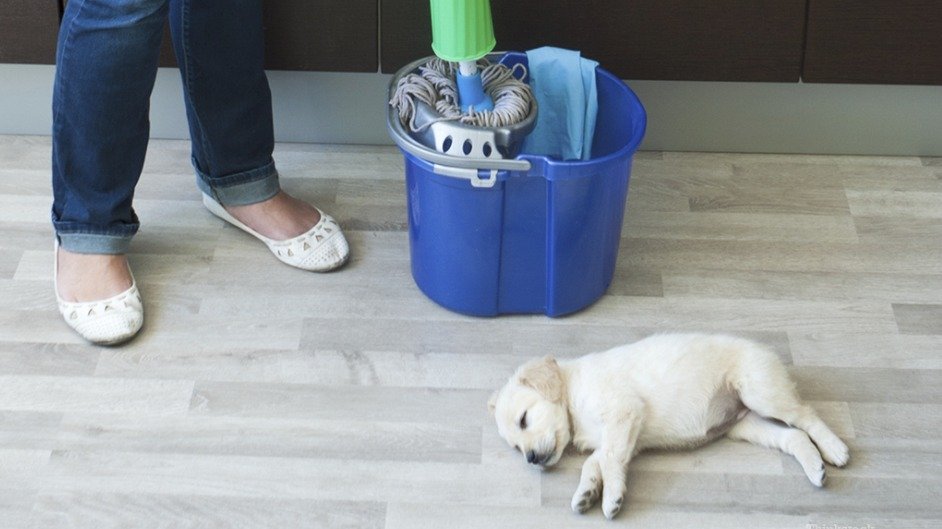 15 cleaning products that are not safe for dogs