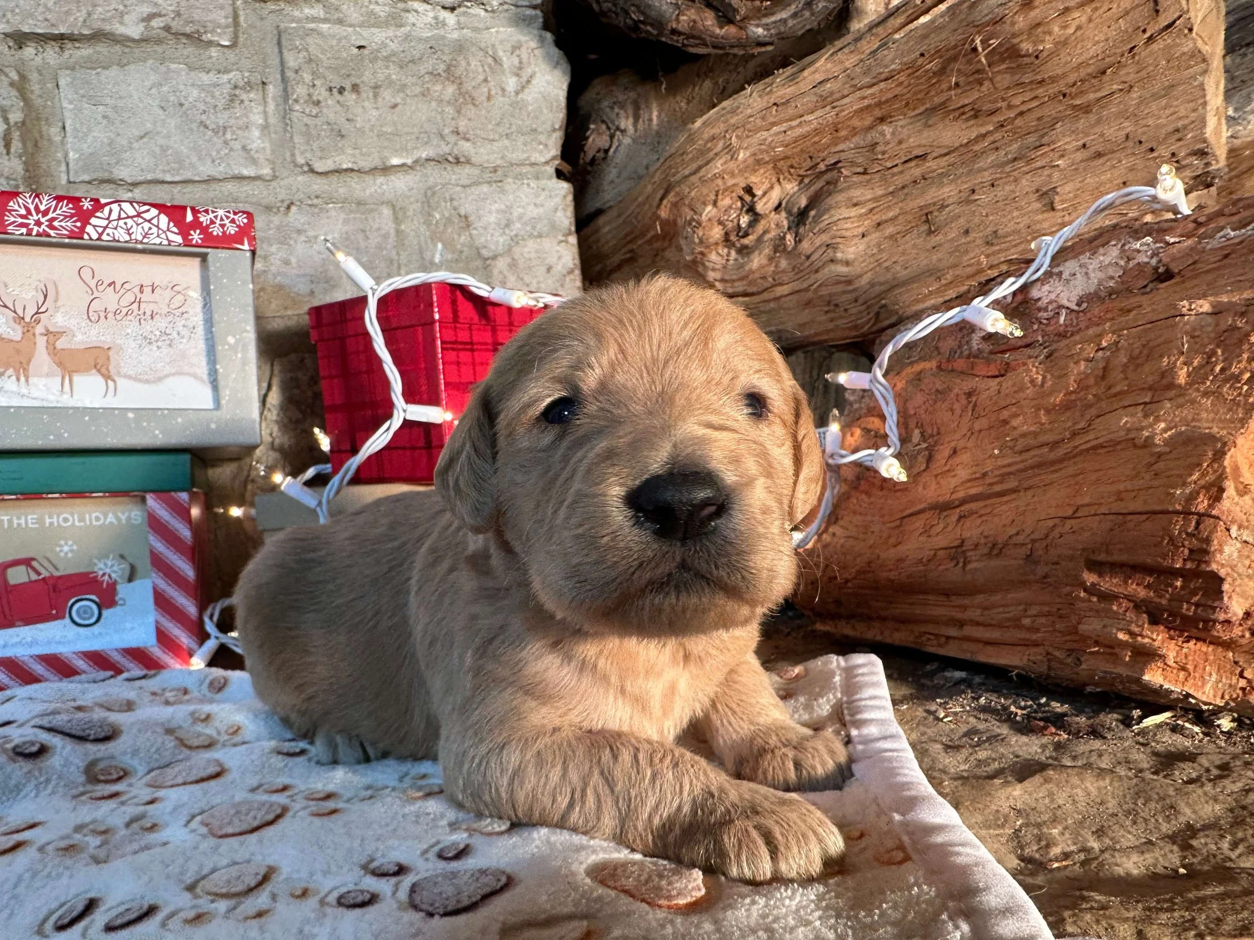 Santa’s Little Helper 4.jpg