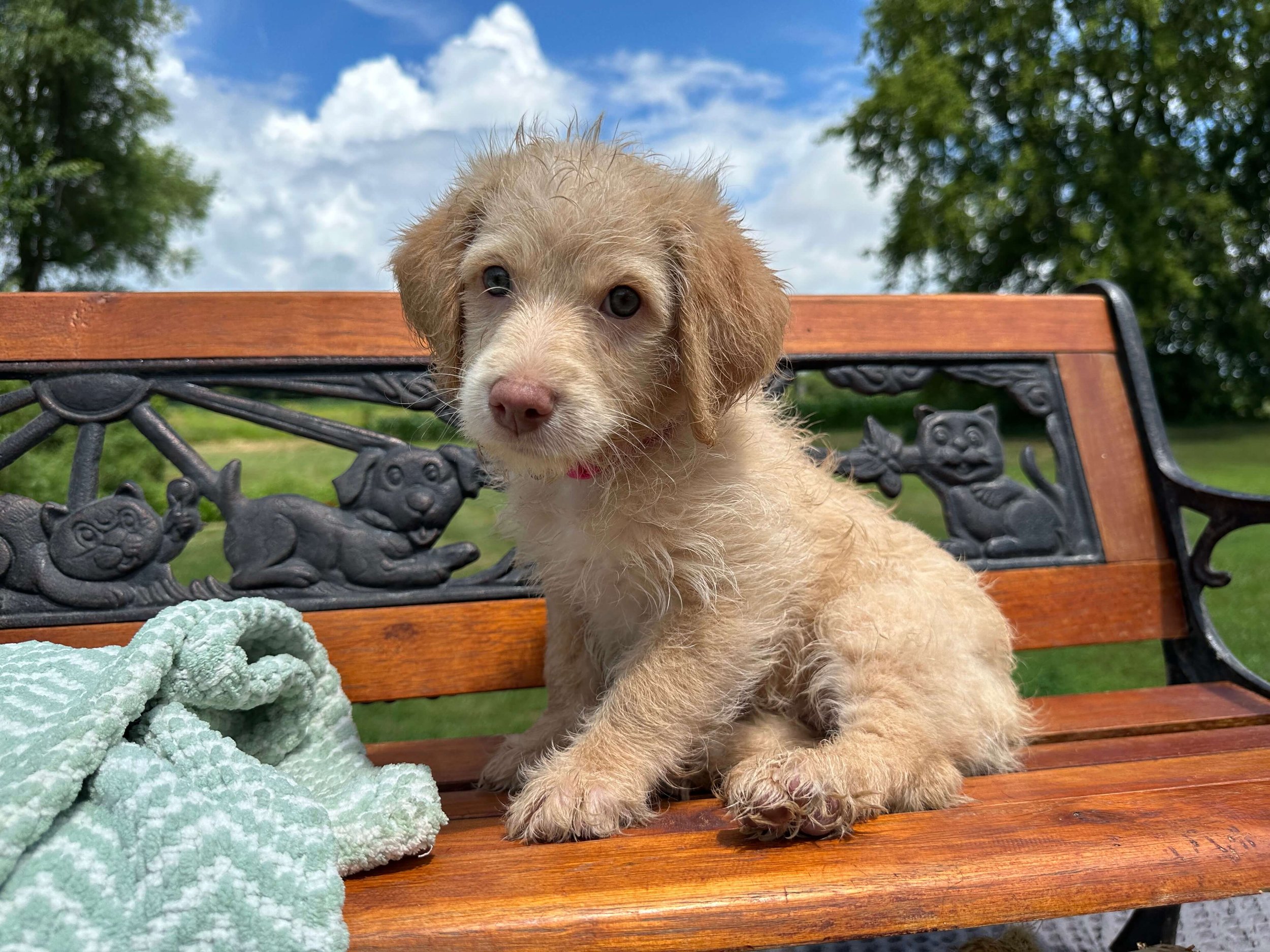 Padmé Amidala 11.jpg