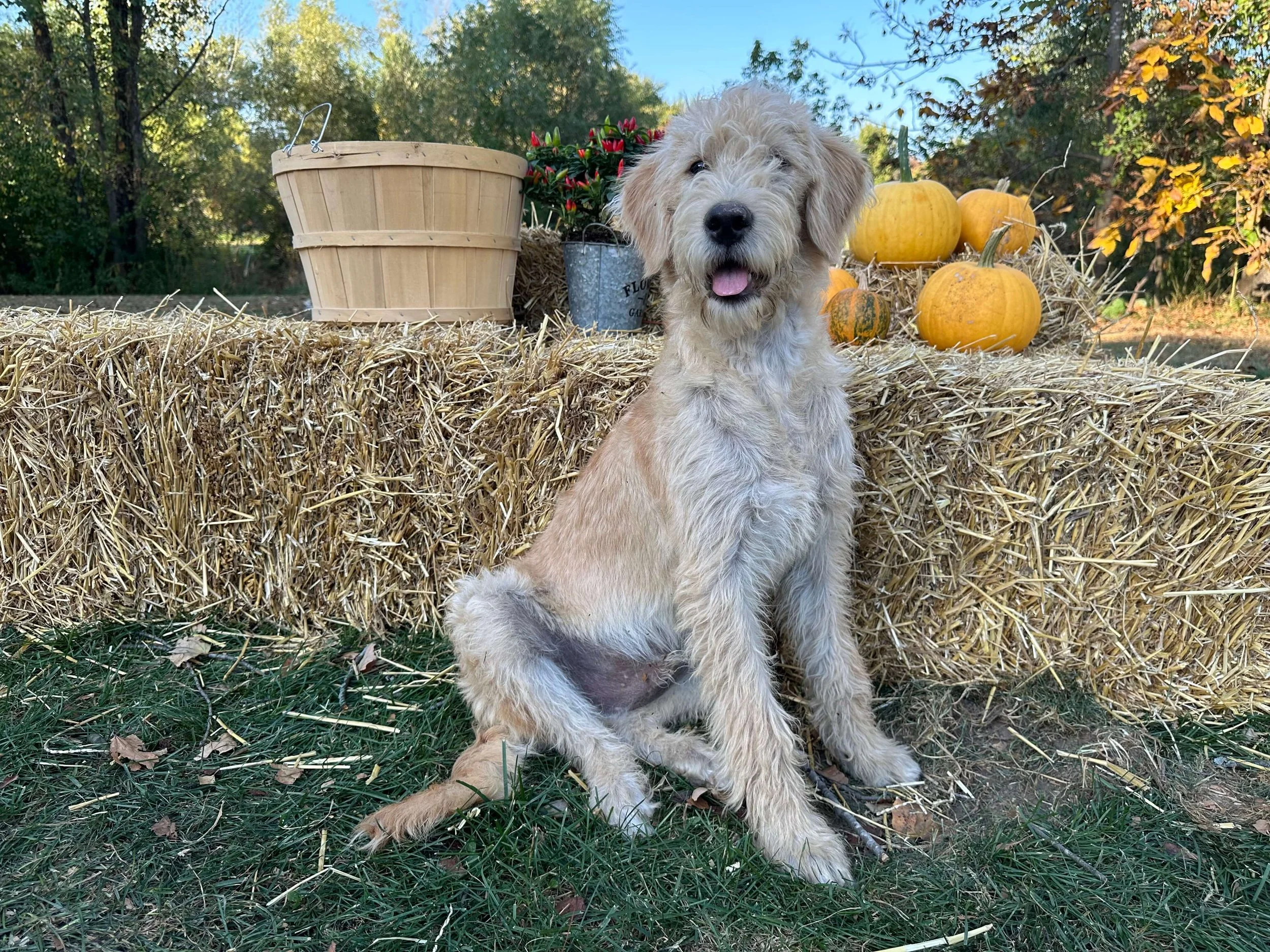 Luke Skywalker 13.jpg