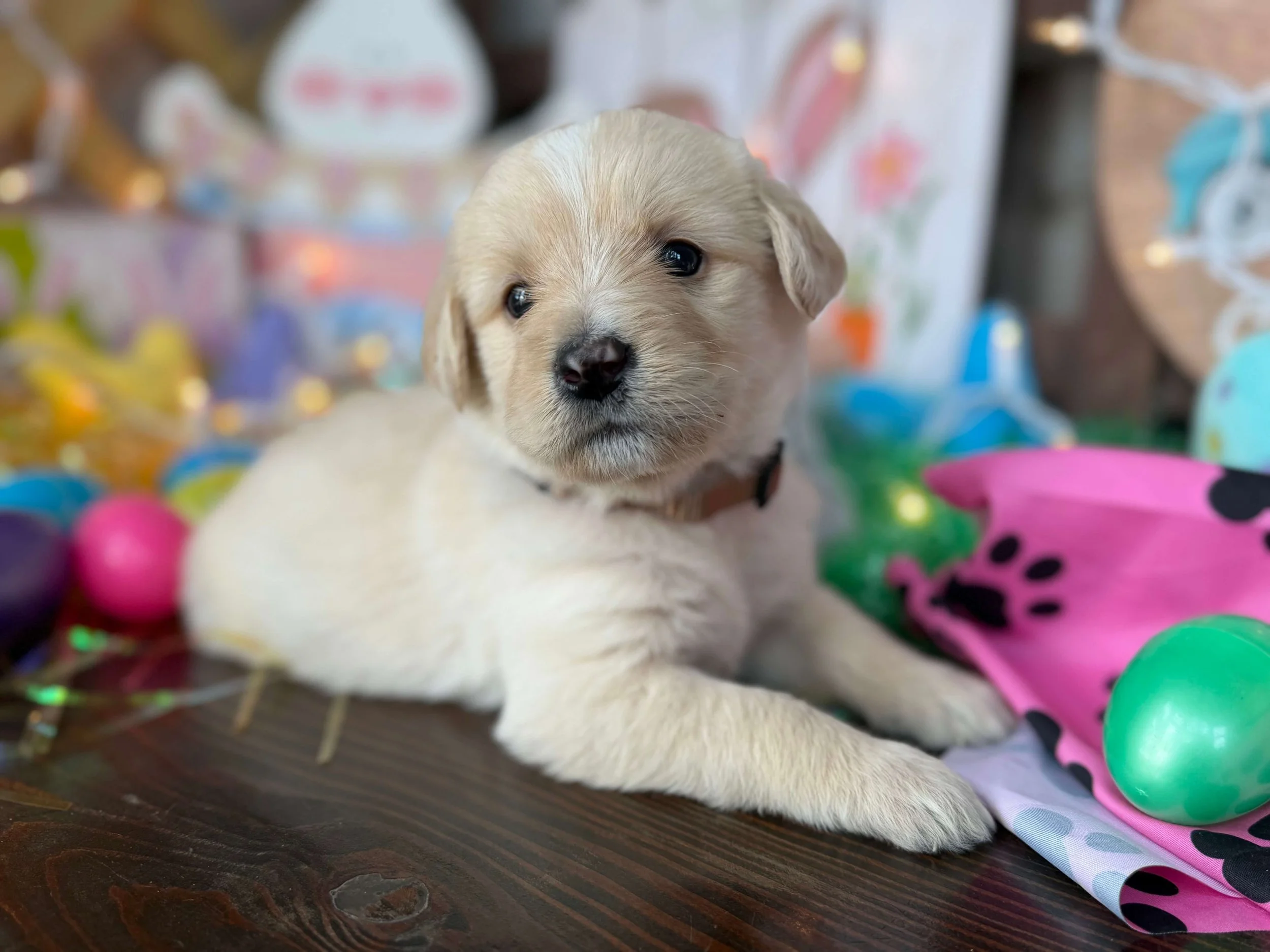 Lupa Linguine 4.jpeg