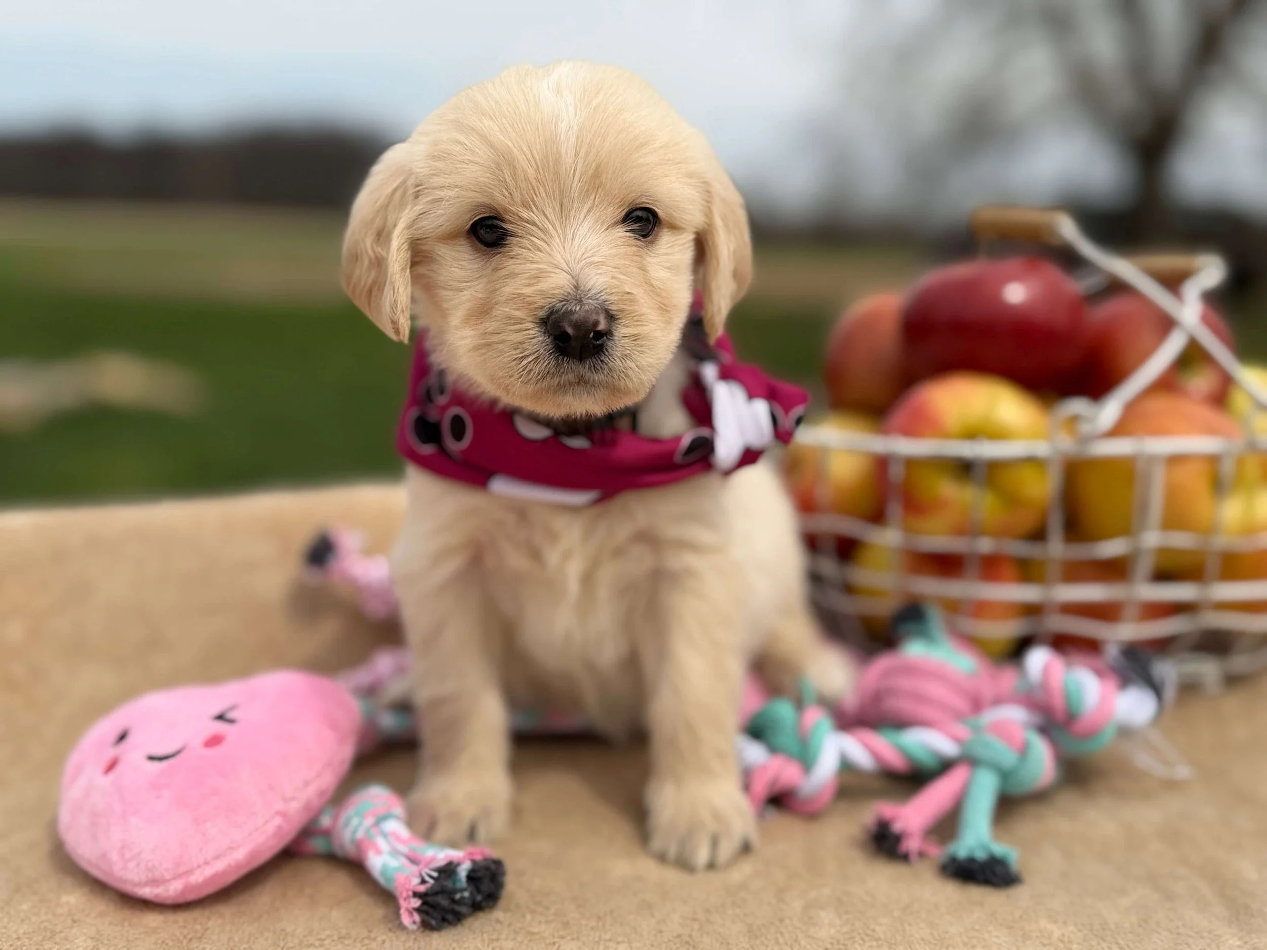 Lupa Linguine 5.jpeg