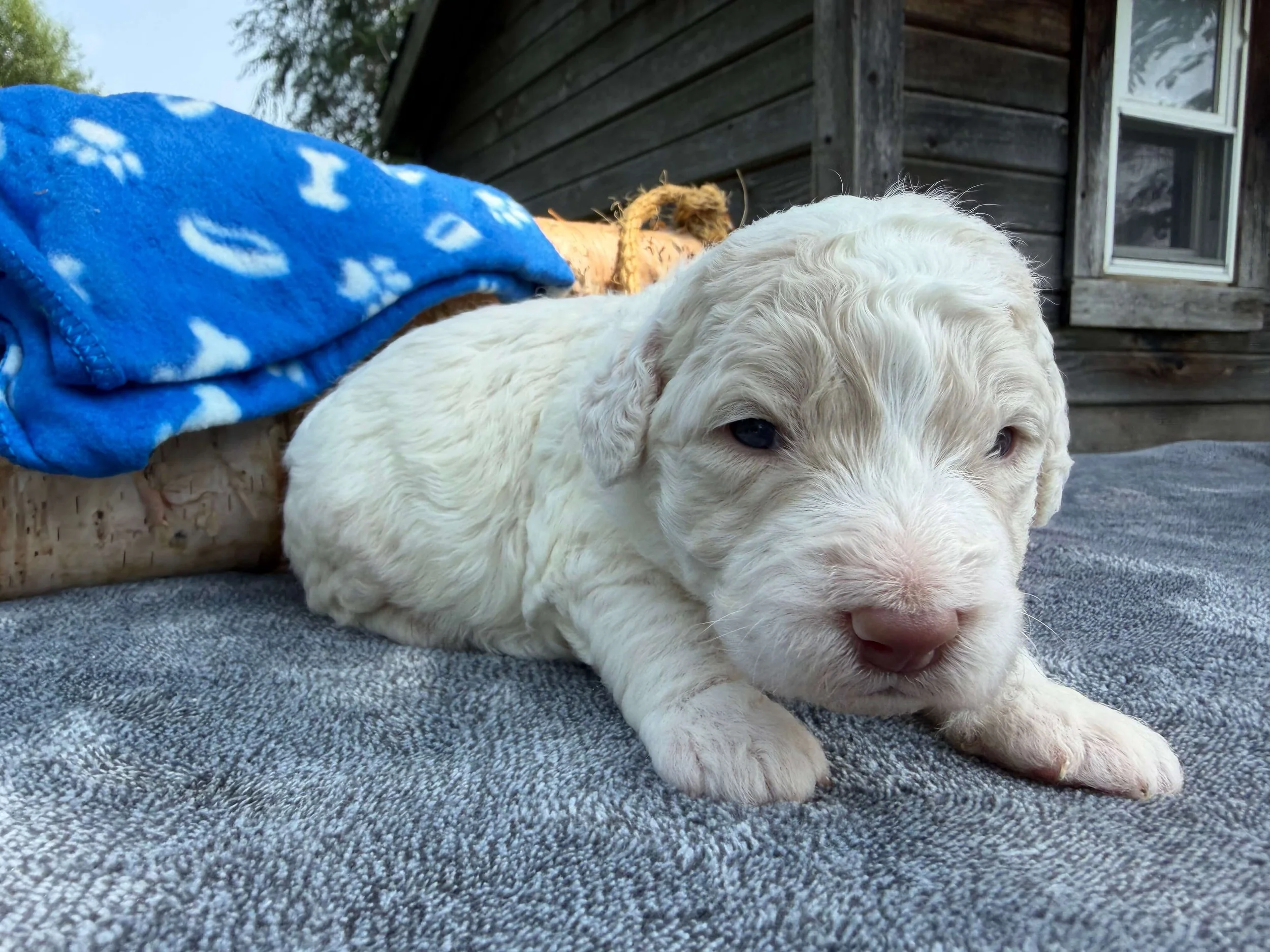 Cookies n Cream (Boy)