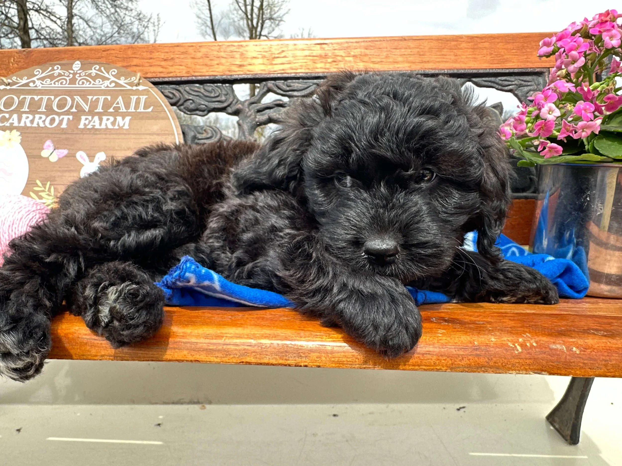 When Should I Spay or Neuter My Labradoodle, and What Are the Benefits?