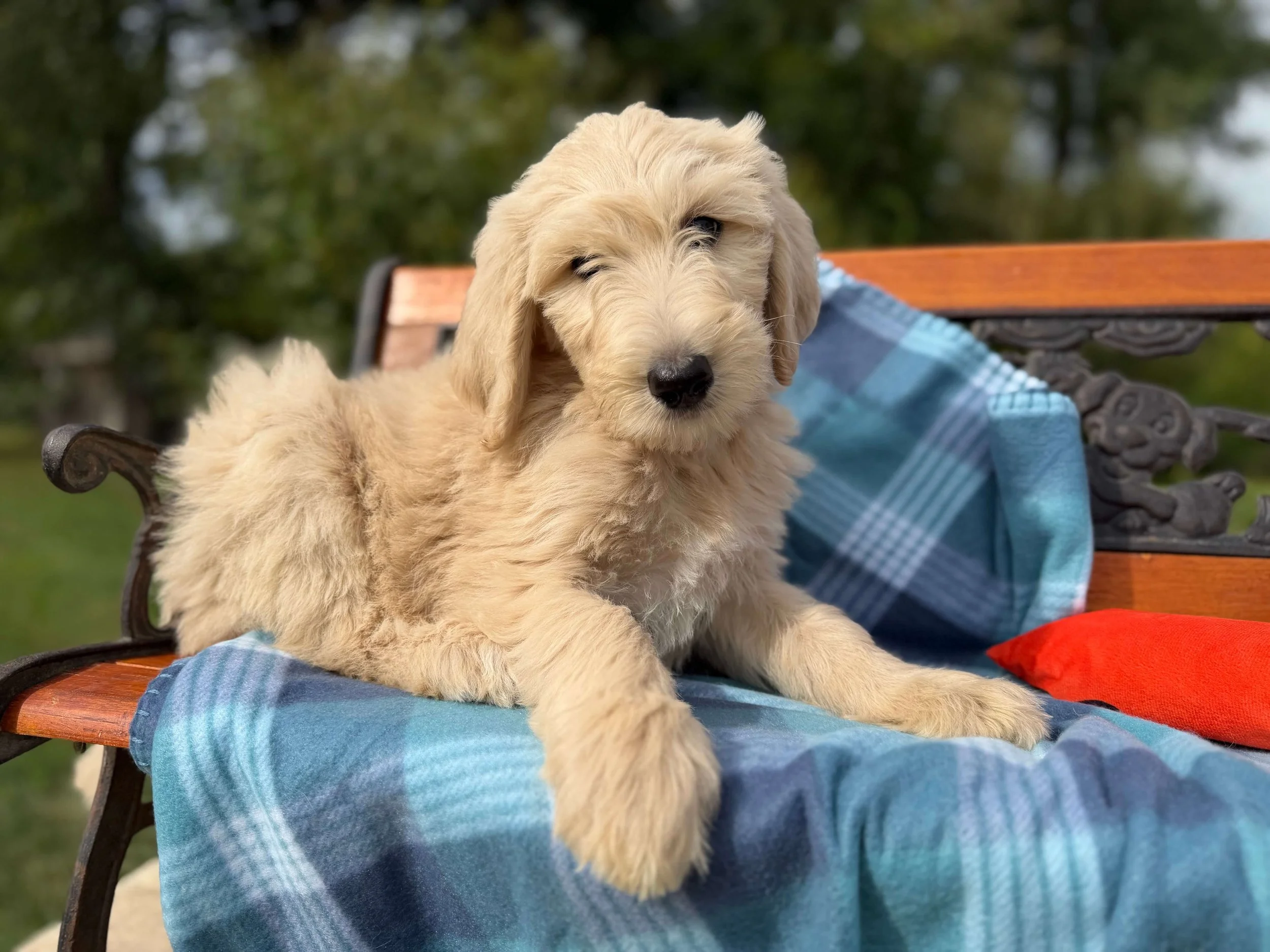 Ginger (Girl)