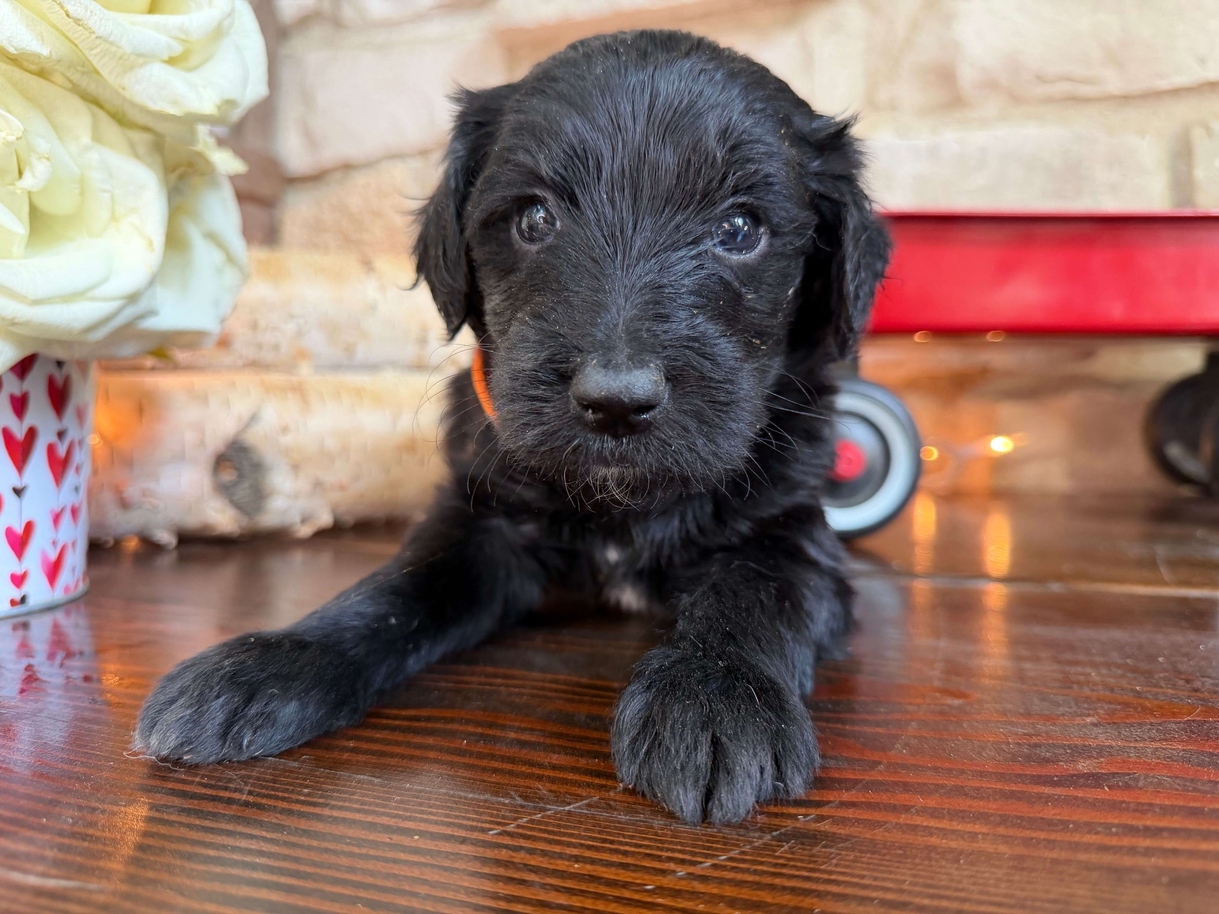 Basil 4.jpeg