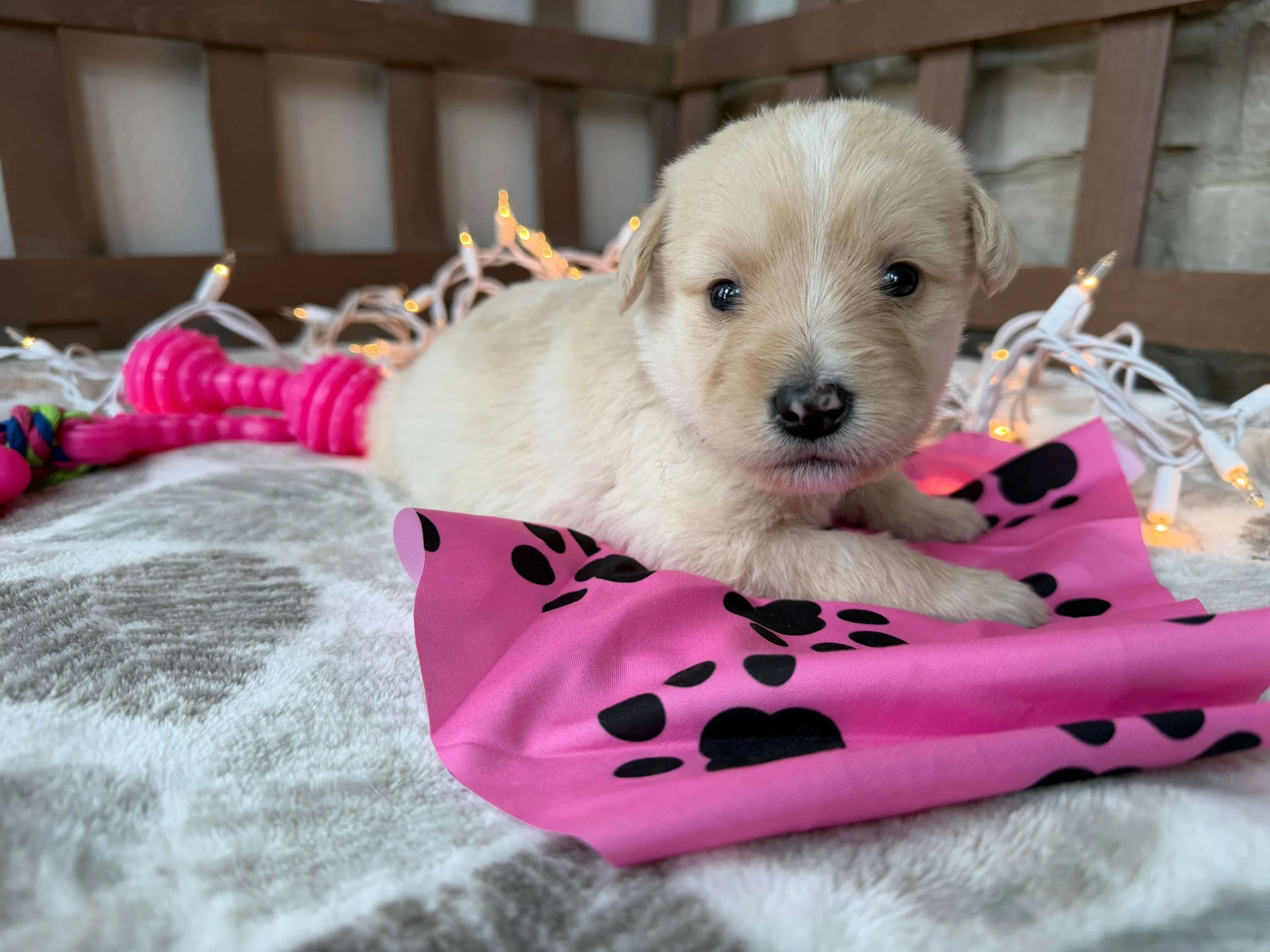 Lupa Linguine 1.jpeg