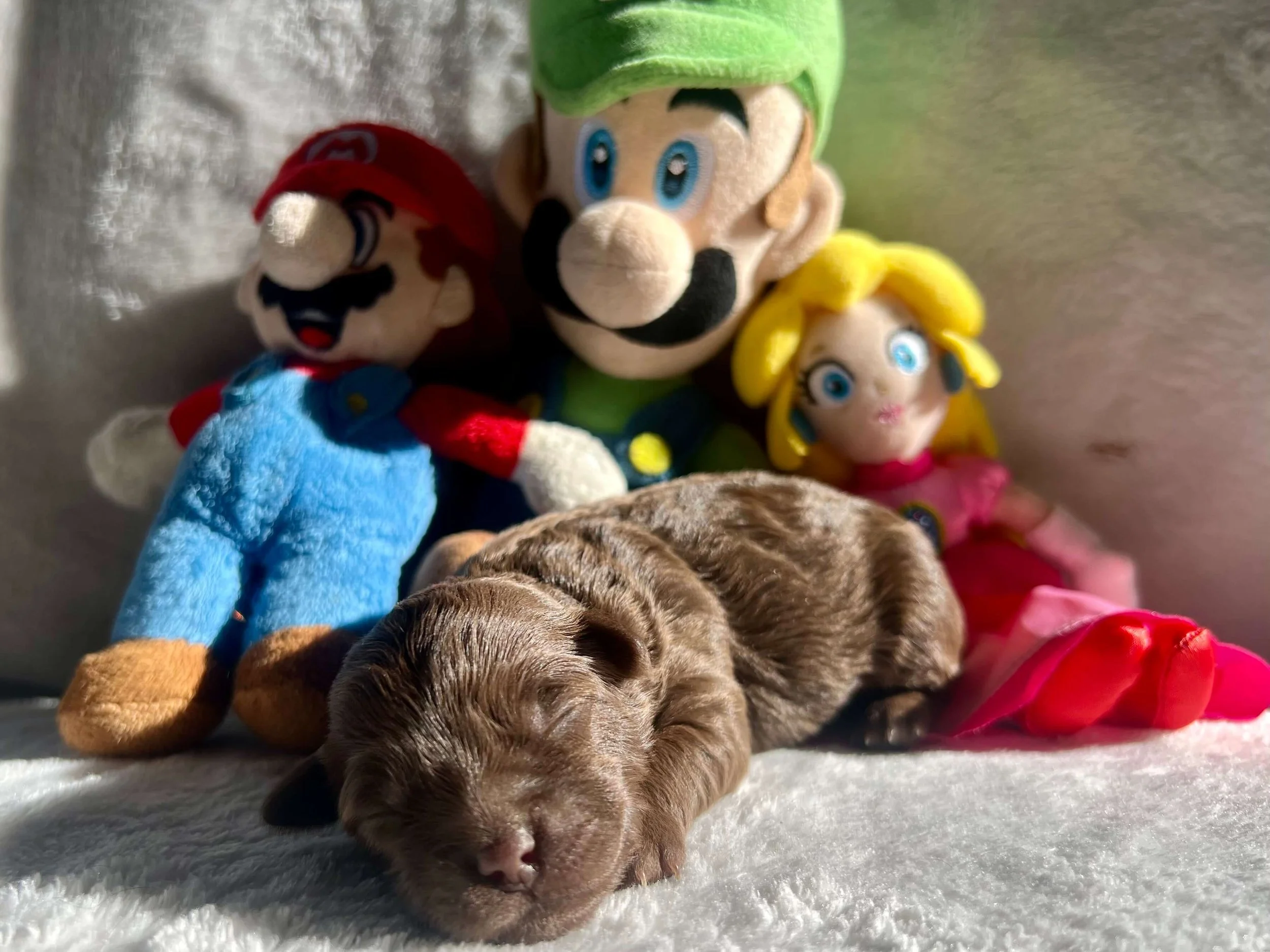 Peach (Milazzo Family)