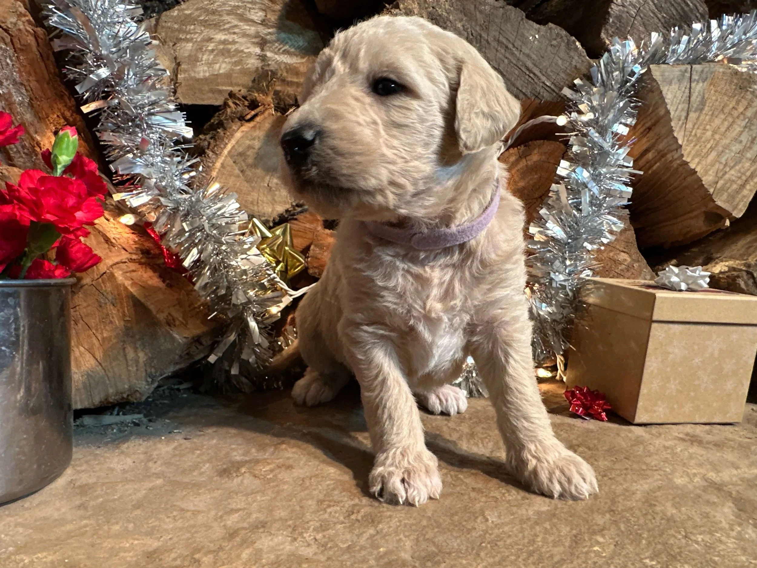 Pinochle (Remley Family)