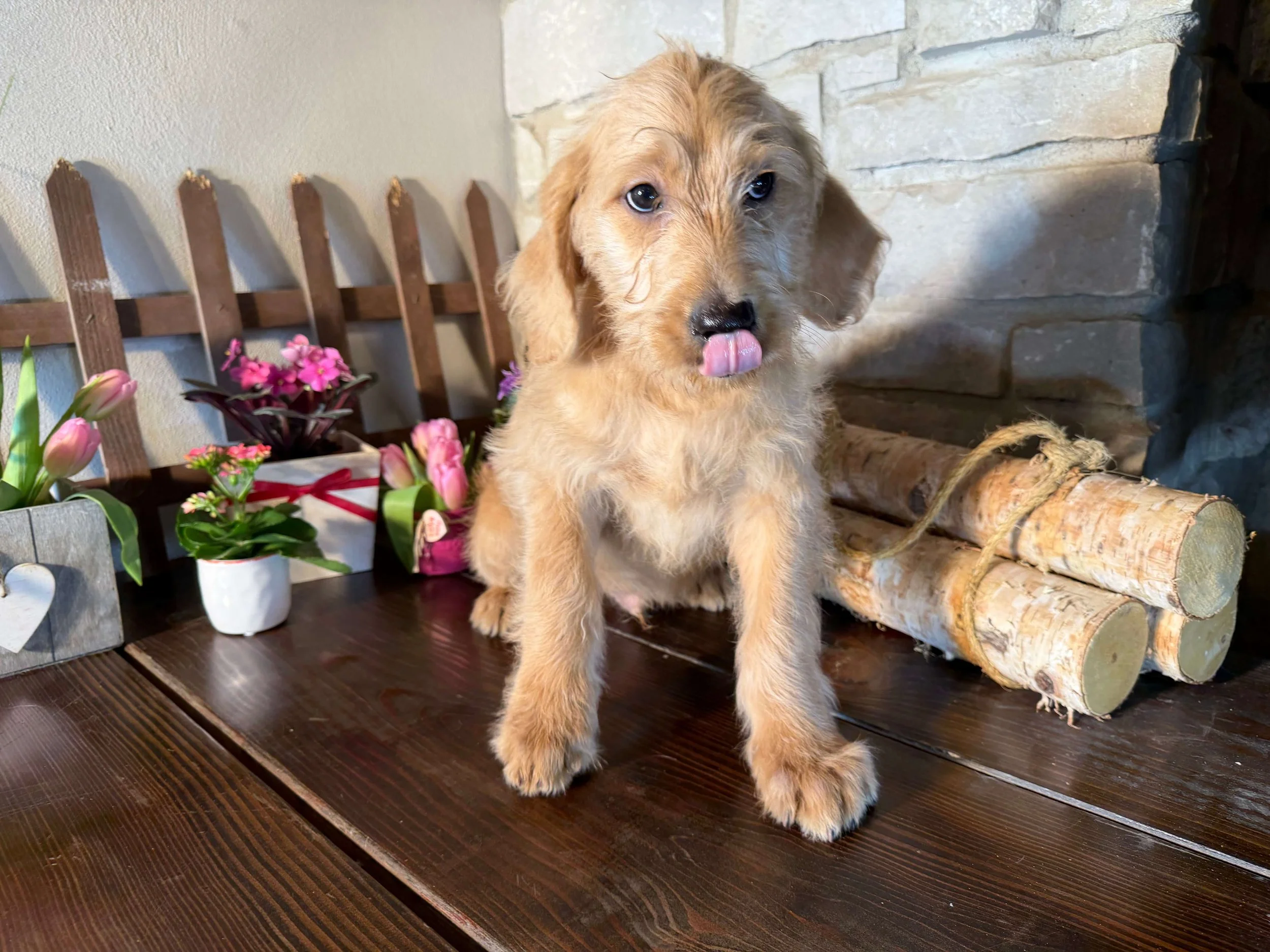 Santa’s Little Helper 18.jpeg