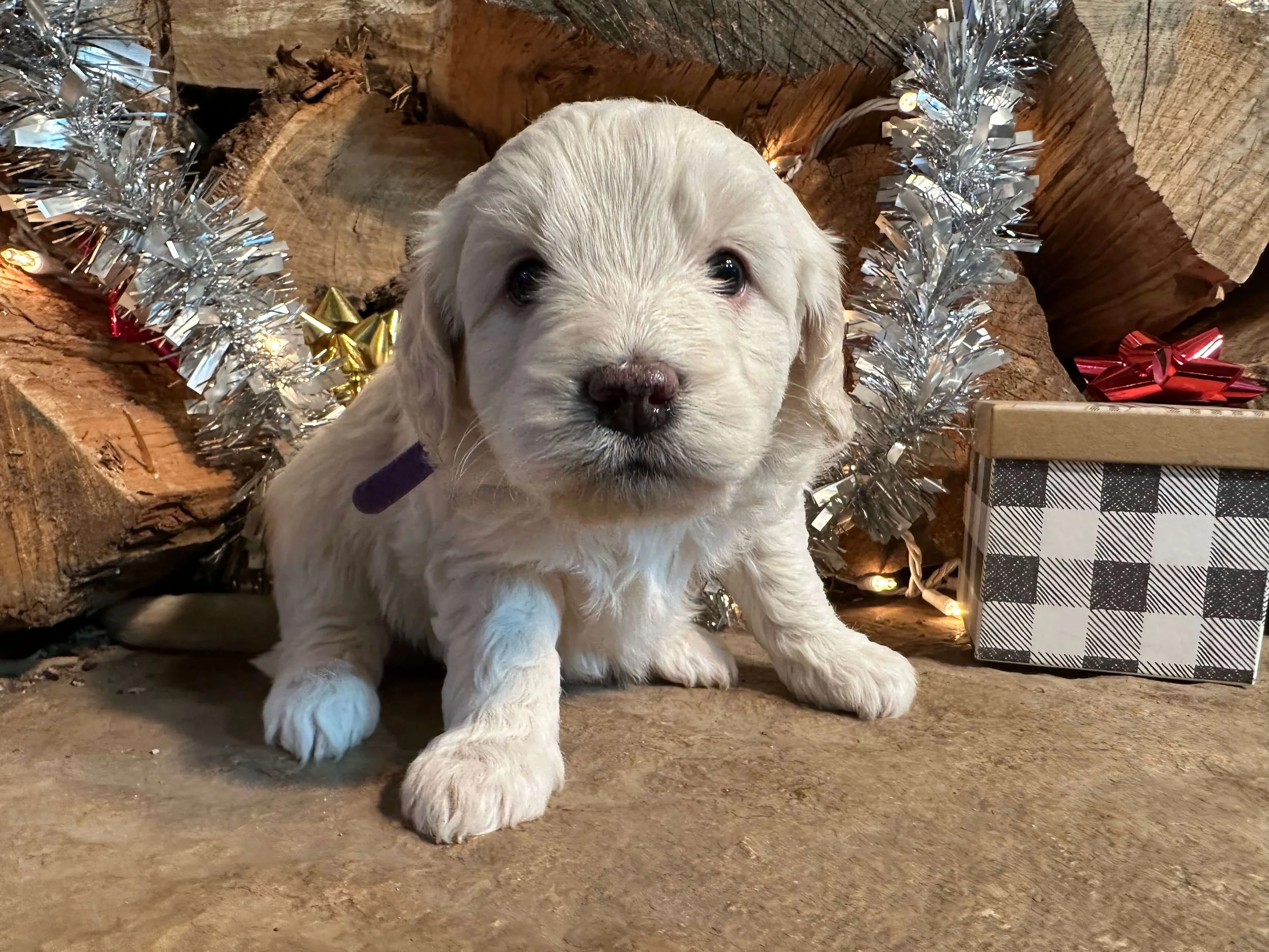 Lil (Slodyczka Family)