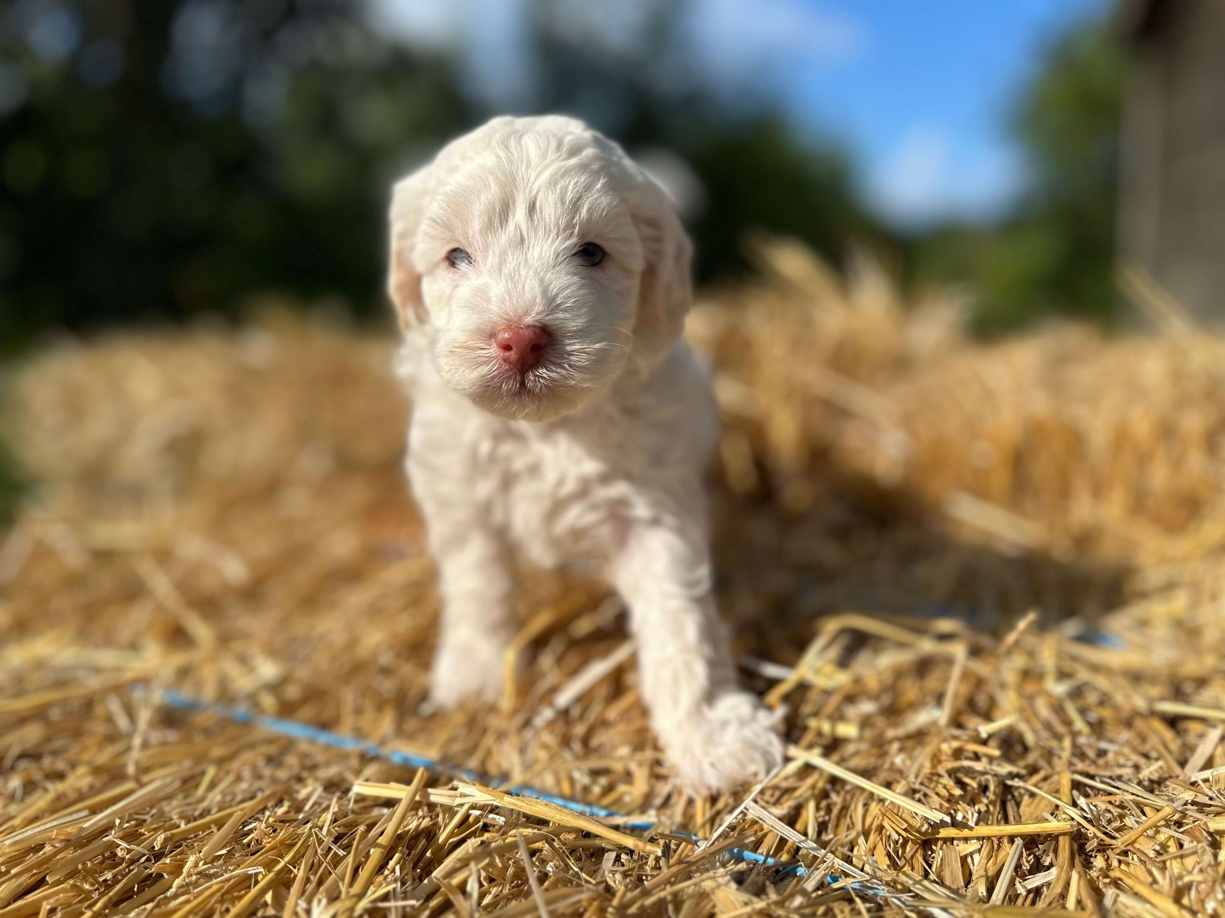 What Are the Best Training Tips for Labradoodle Puppies?