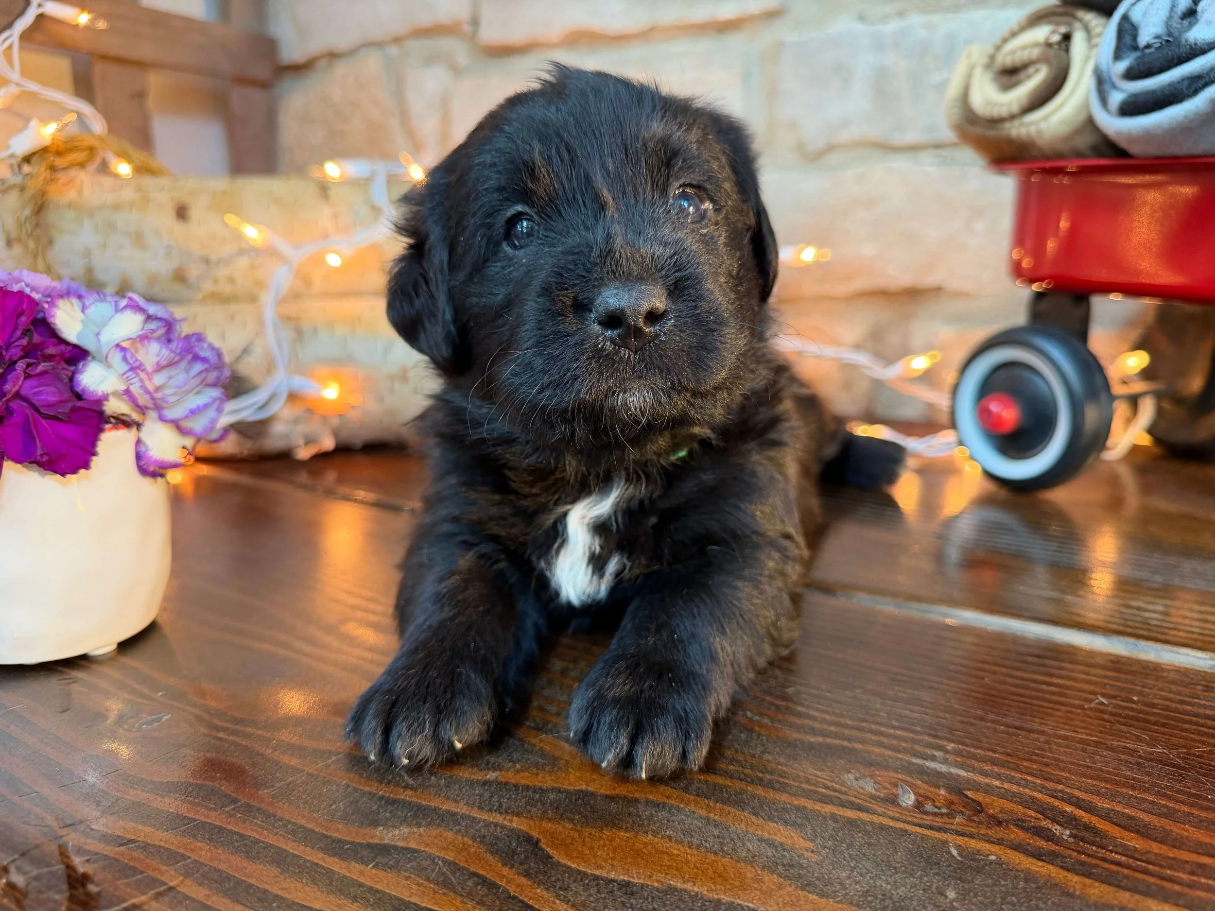 Curtis (Boy)