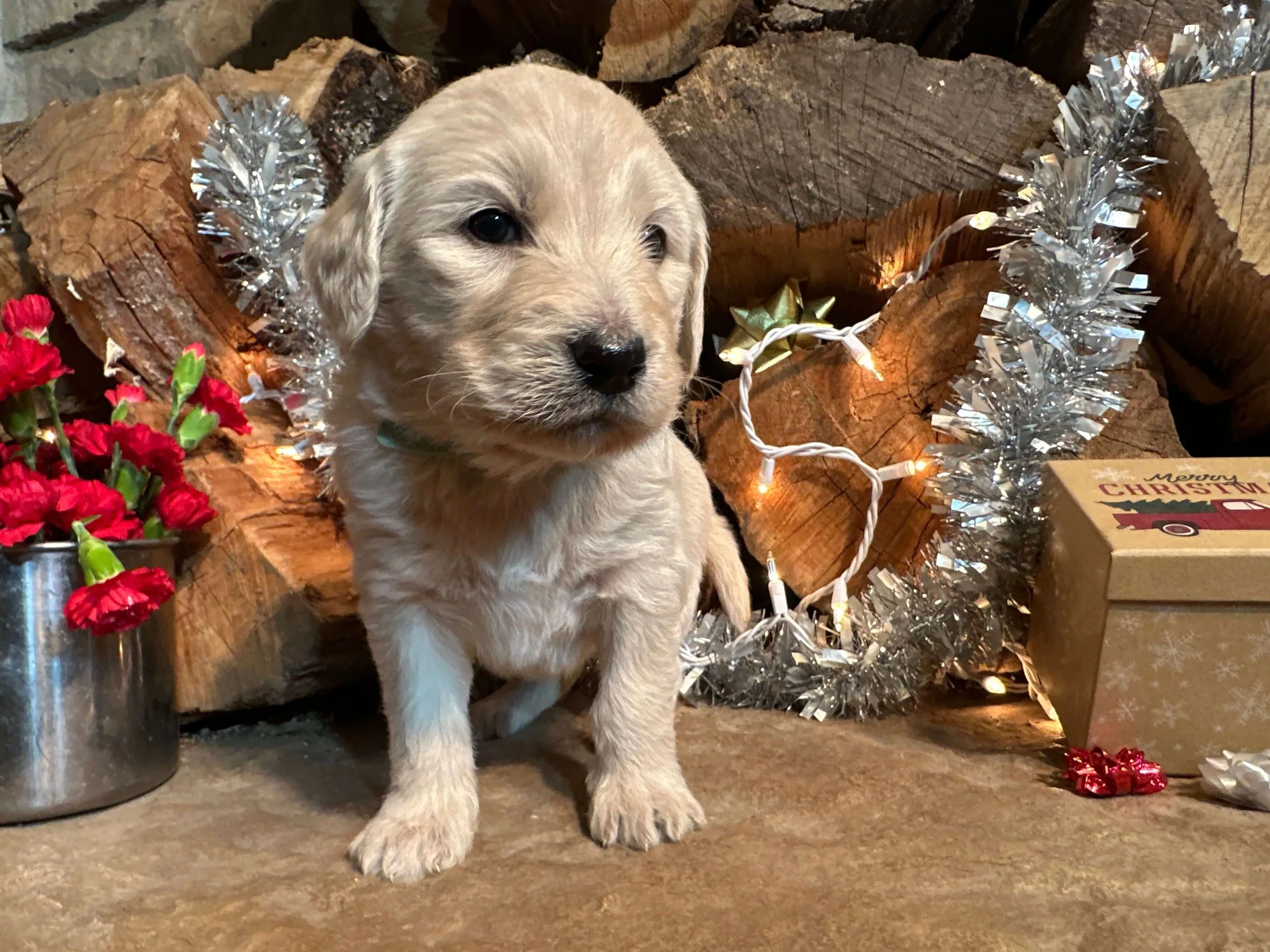 Canasta (Kennedy Family)