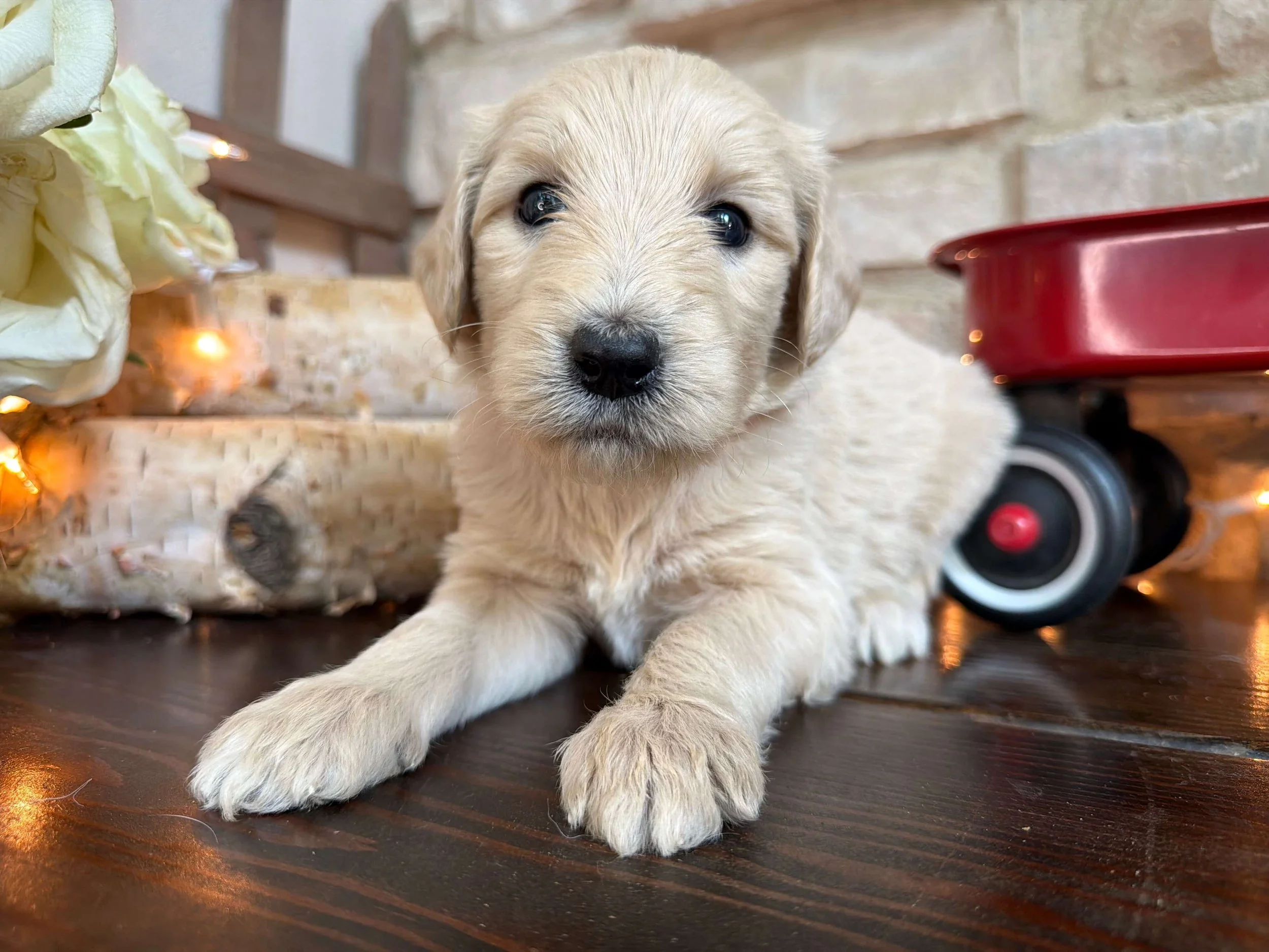 Ginger (Girl)