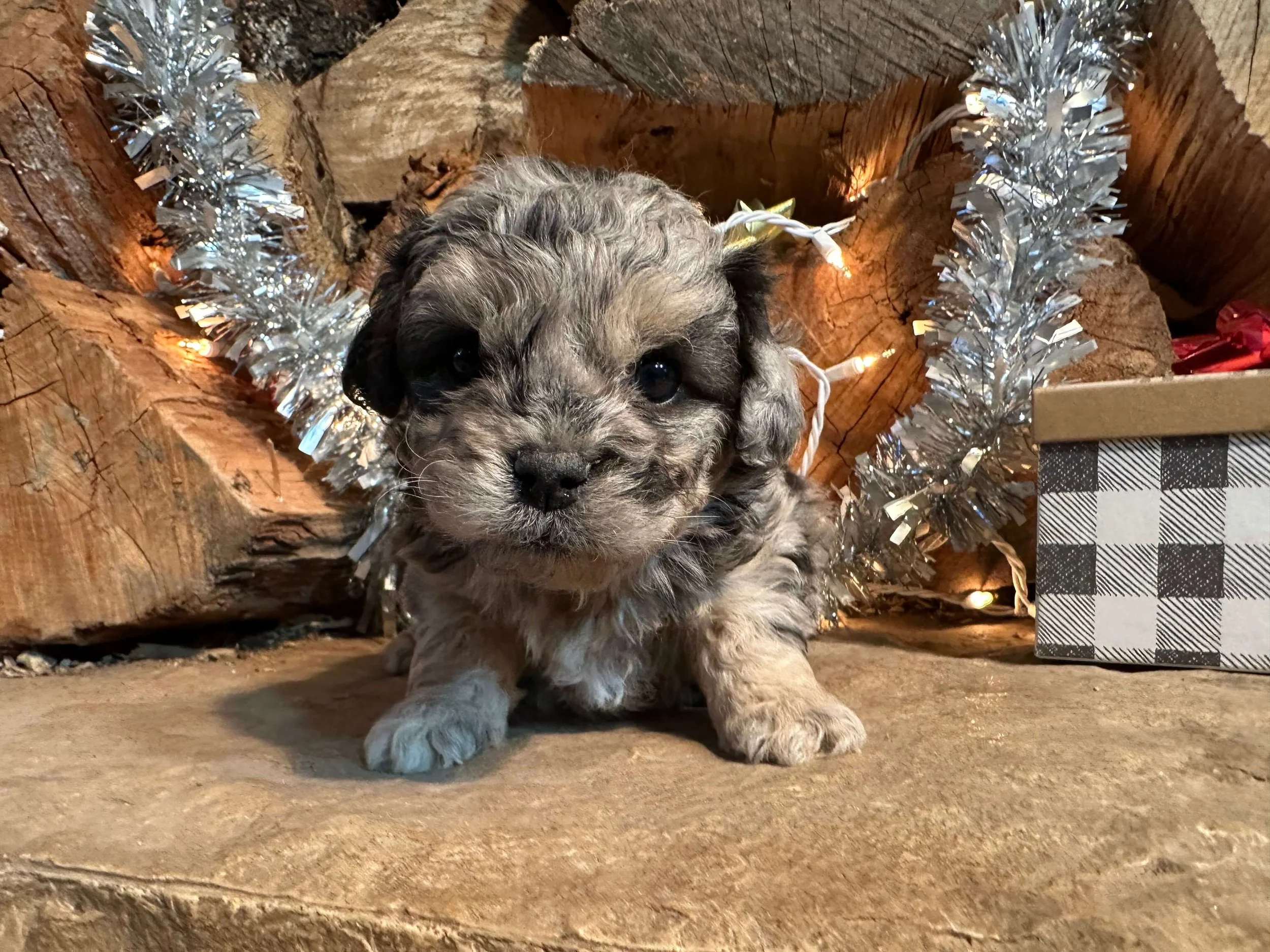 Tommy (Newton Family)