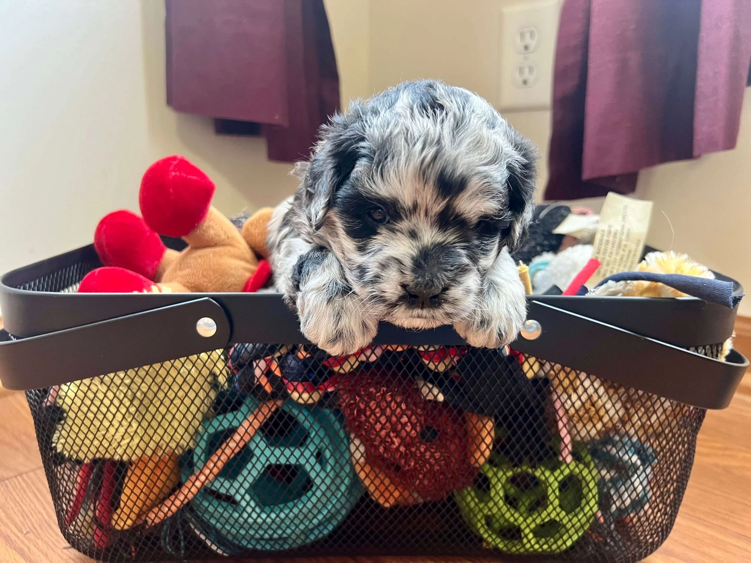 Bowser (Dziadosz Family)