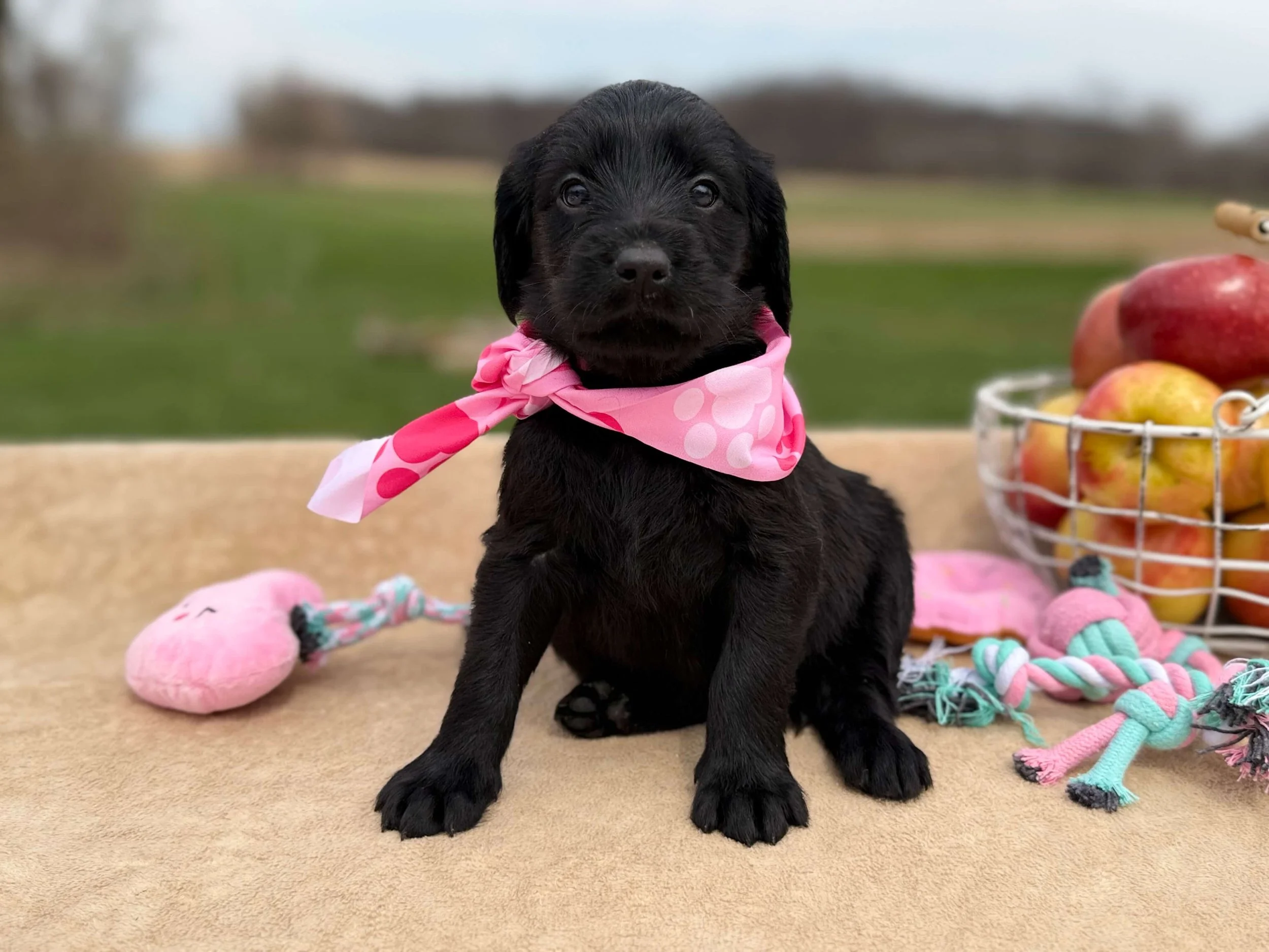 Pink (Girl)