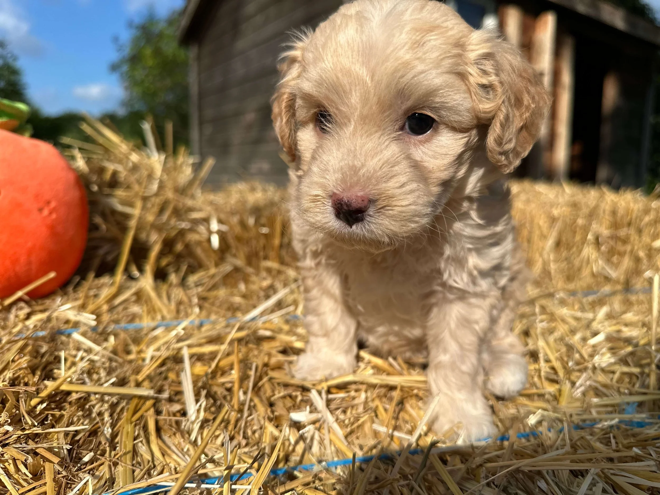 How to Prepare Your Home for a New Labradoodle Puppy