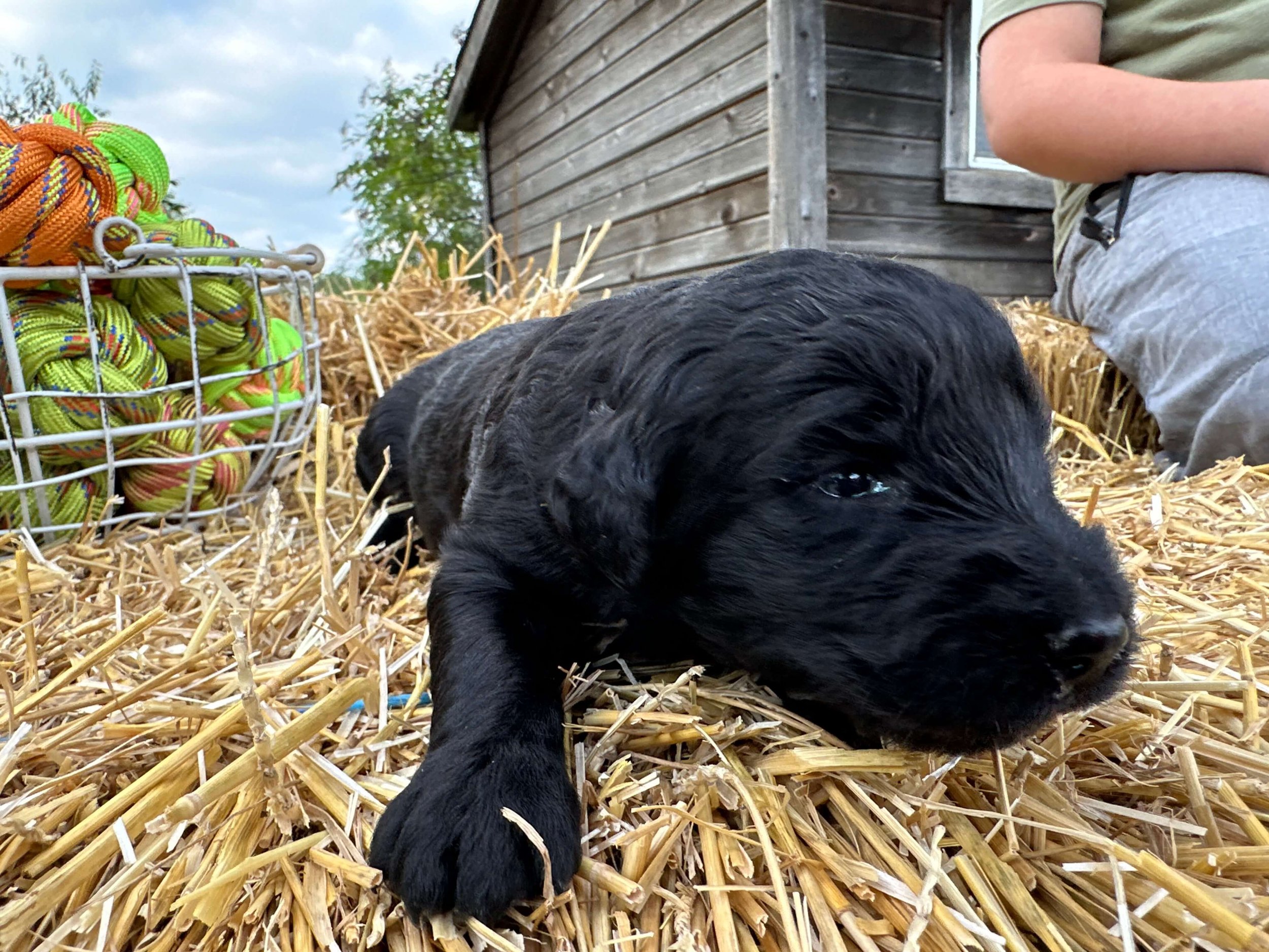 How Often Should I Groom My Labradoodle?