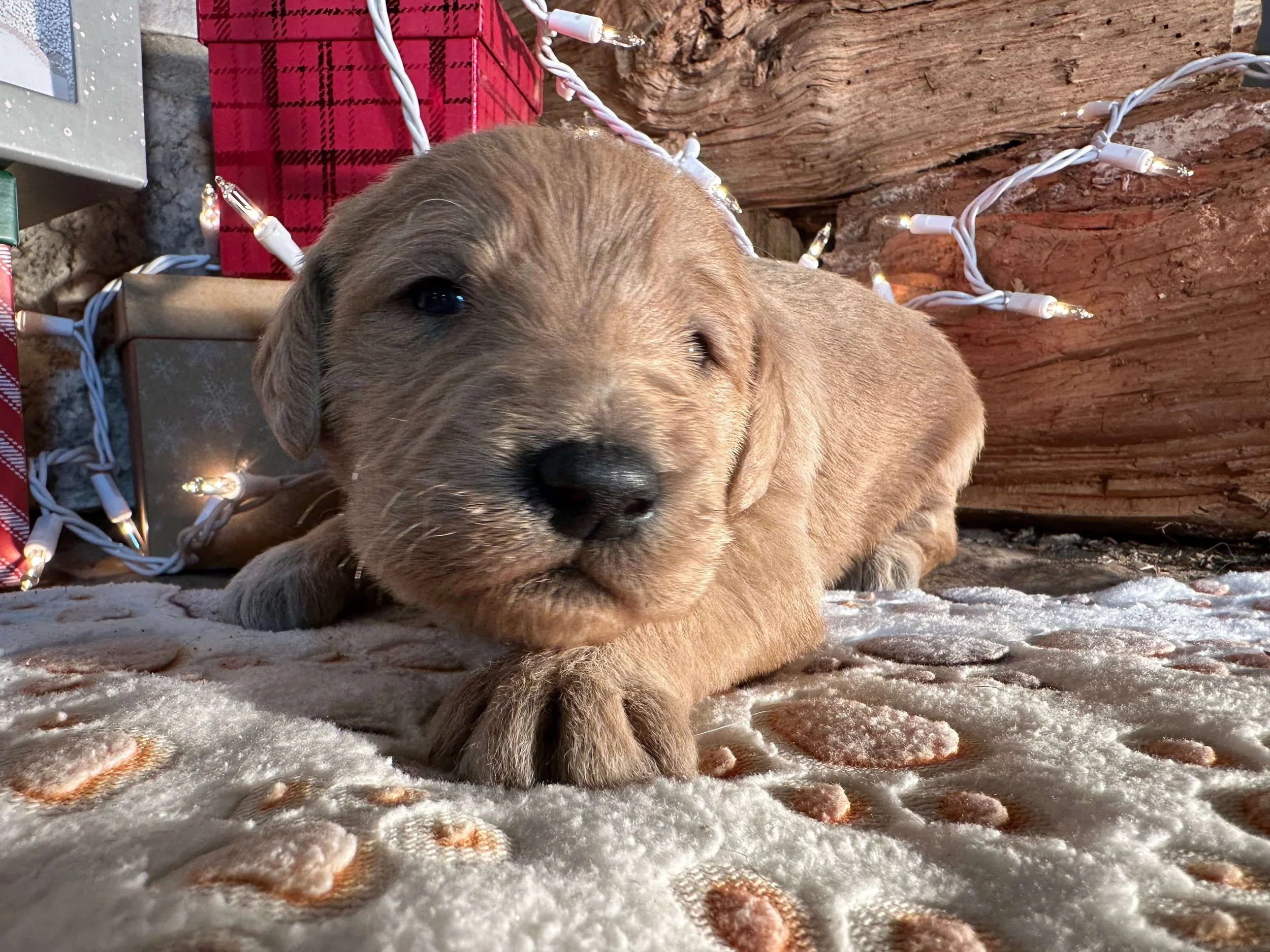 Santa’s Little Helper 5.jpg