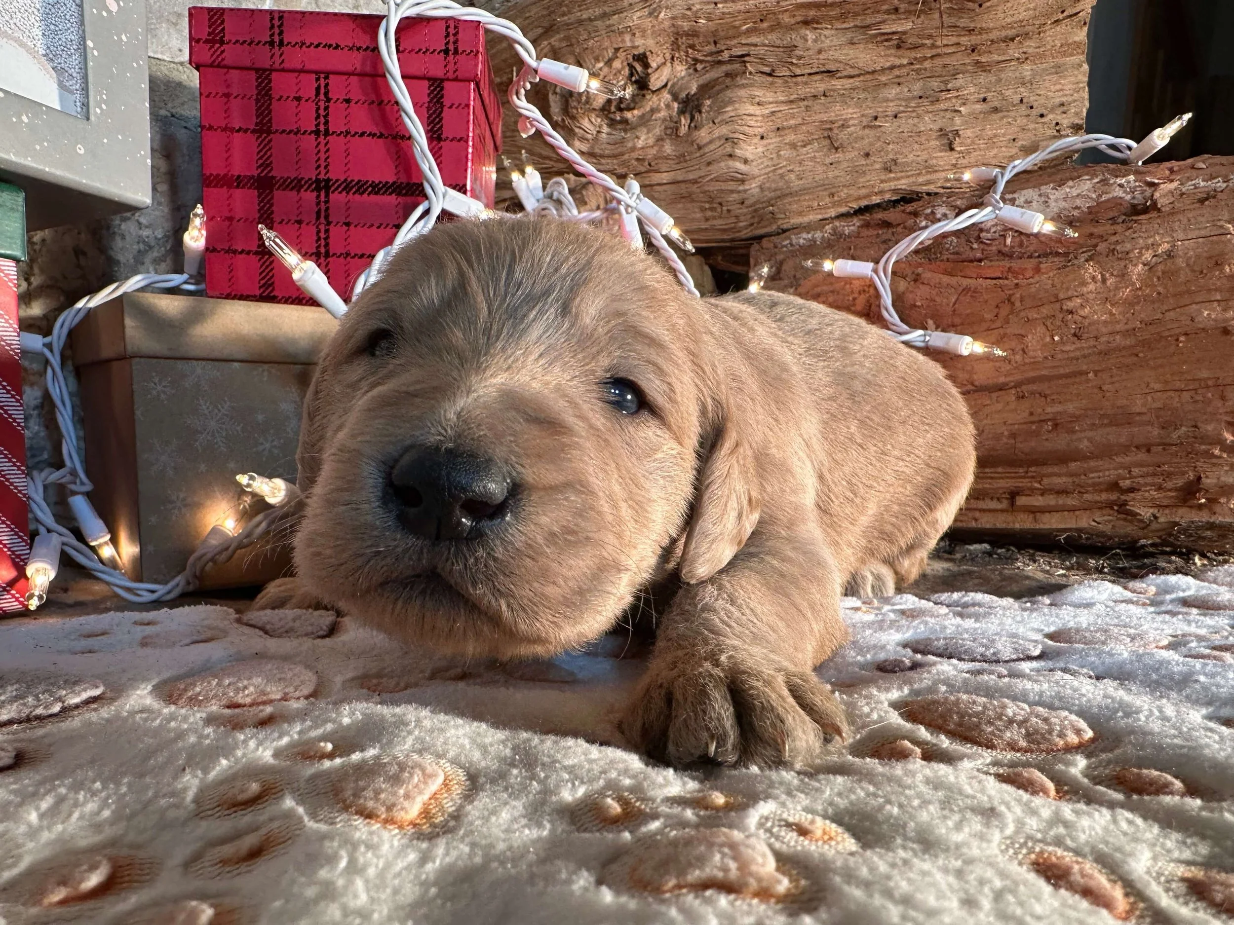 Santa’s Little Helper 6.jpg